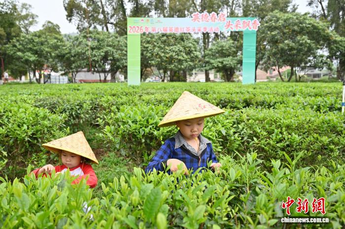 2026年第八届英德红茶头采季