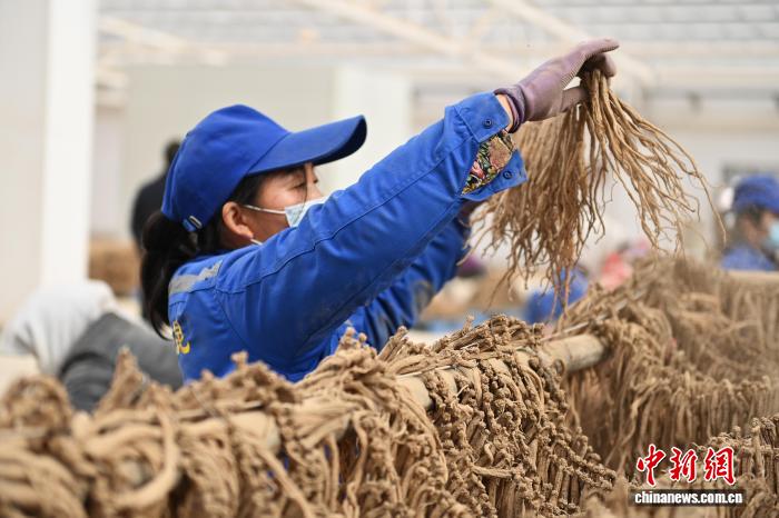 甘肃成立中医药产业协会 助推“陇药”走向世界