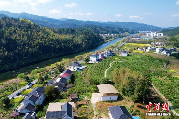 安徽祁门红茶开园 同步启幕祁门红茶美学季