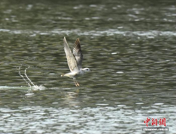福建永安迎来稀有“访客” 市民争拍优雅“空中舞者”