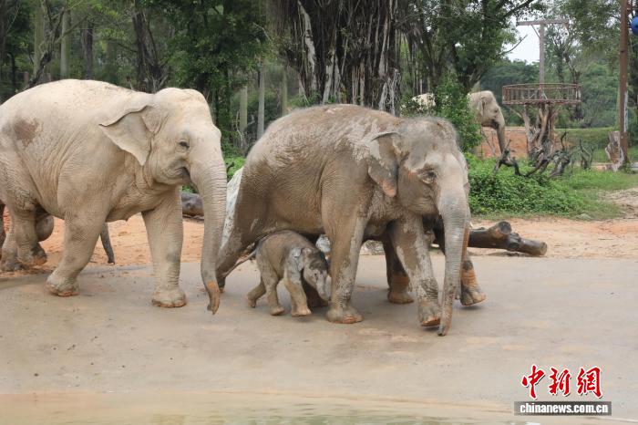 广东清远长隆森林王国新生亚洲象