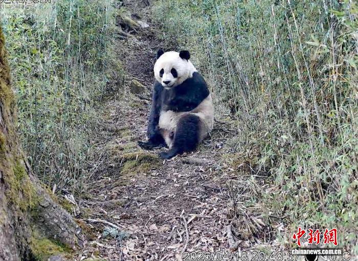 甘肃境内野生大熊猫出镜频率呈现高度密集特征