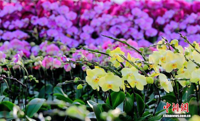 2025年广东·翁源兰花节促兰花产业发展