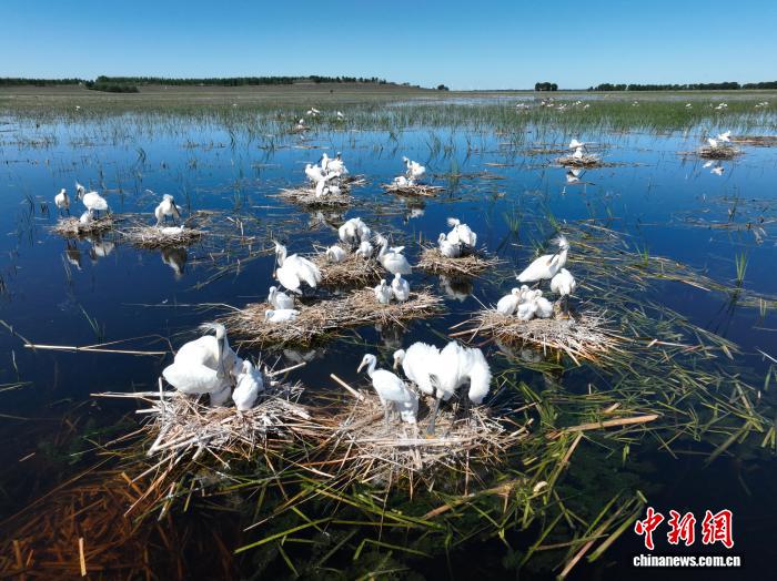 吉林莫莫格湿地白琵鹭繁殖巢数量