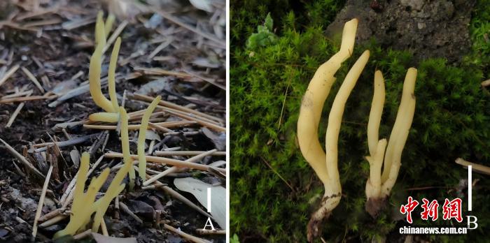 大理大学科研团队在校内发现三个