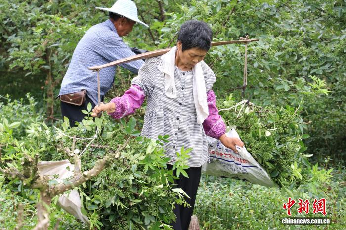 （乡村行·看振兴）重庆永川板桥花椒采摘“窗口期”：椒香氤氲采收忙