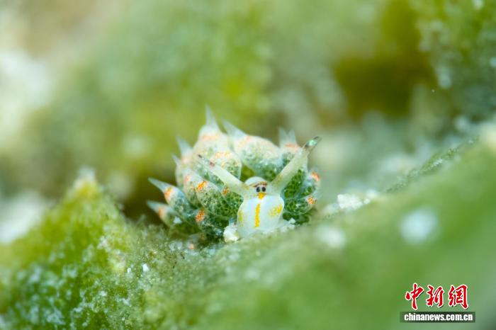 三亚蜈支洲岛海域发现罕见叶羊海蛞蝓