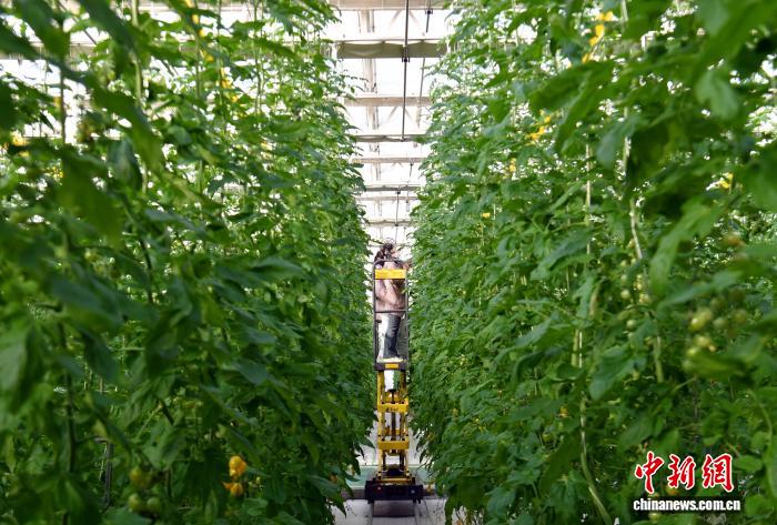 “未来之城”布局智慧农业：浇水靠“云”算  AI当“园丁”