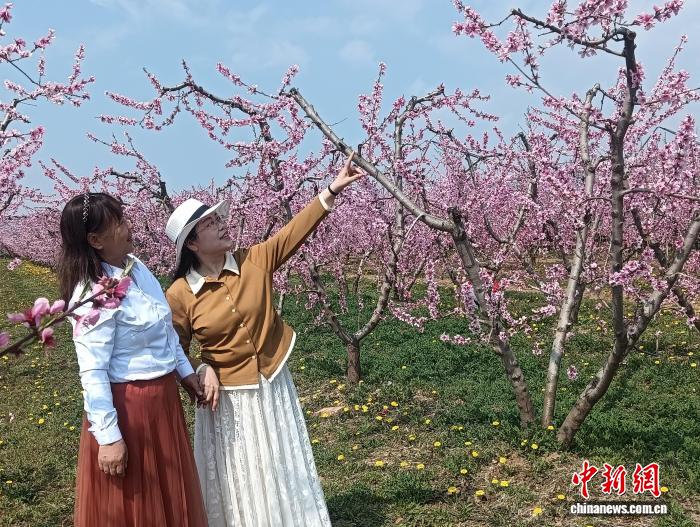 赏桃花、看演出、品美食 山西新绛邀民众共赴春日之约