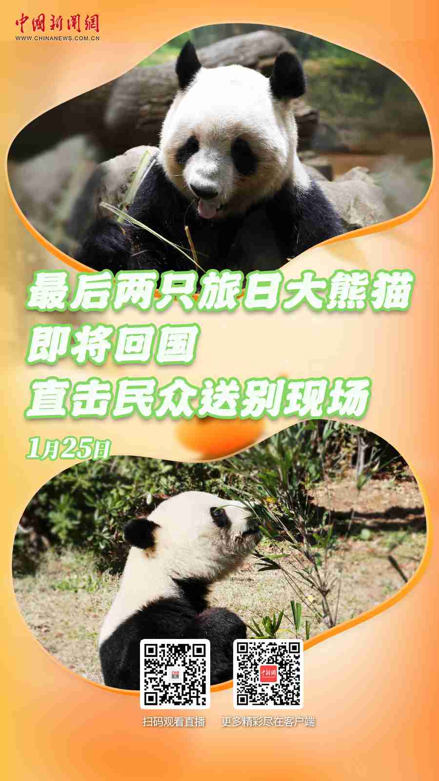 直播海报：最后两只旅日大熊猫即将回国 直击民众送别现场