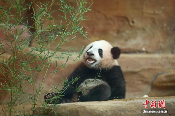 印尼华裔蔡亚声：把大熊猫带到赤道的人