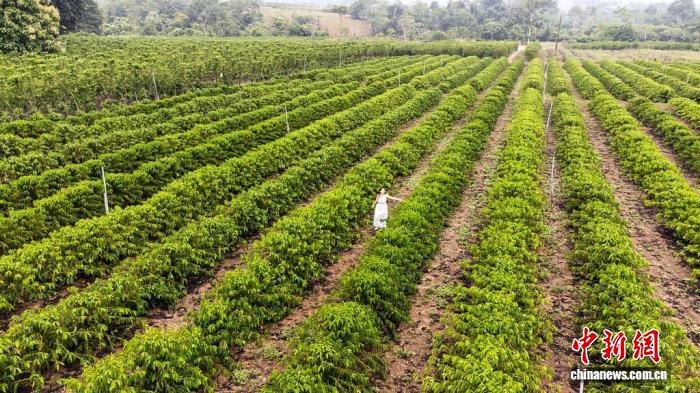 世界咖啡日：巴西旅游局发布七条“咖啡之路”