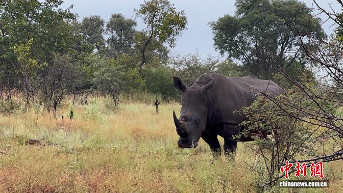 南非修订犀牛保护条例 统筹种群保护