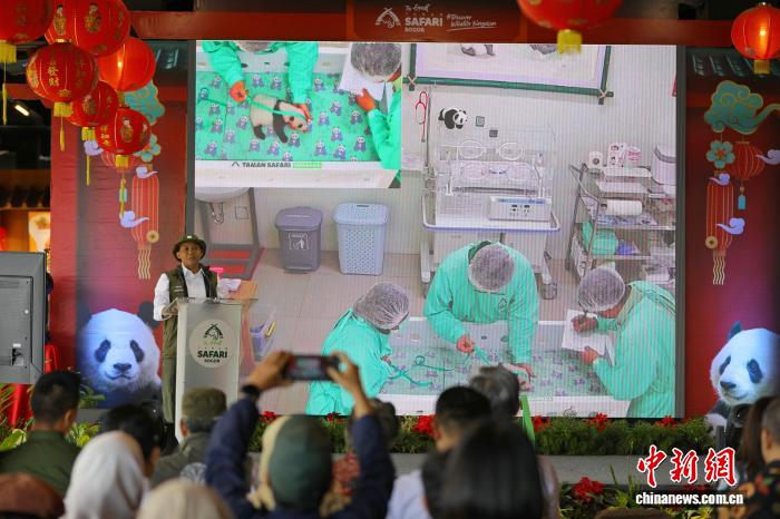 印尼首次迎来大熊猫幼仔诞生