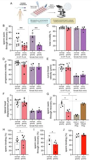 微重力环境如何影响生殖？研究称或阻碍卵子受精与早期胚胎发育