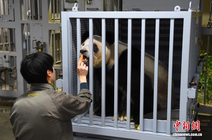 旅日大熊猫“晓晓”和“蕾蕾”踏上回国之旅